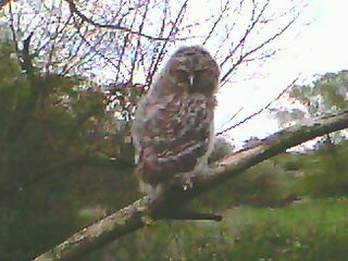 A fledgling tawny owl seen near to the River Weaver in Hankelow in May 2012