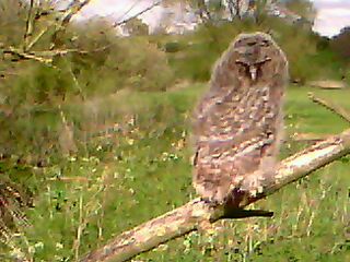 A fledgling tawny owl seen near to the River Weaver in Hankelow in May 2012
